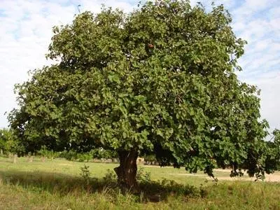 arbre_400x300.jpg