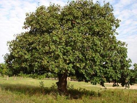 arbre_400x300.jpg arbre_400x300.jpg